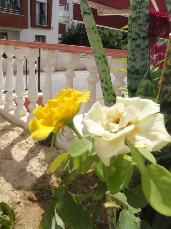 Aloe Apart Hotel Marmaris Eksteriør bilde