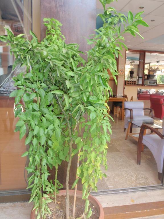 Aloe Apart Hotel Marmaris Eksteriør bilde
